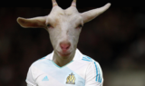 chevre_maillot